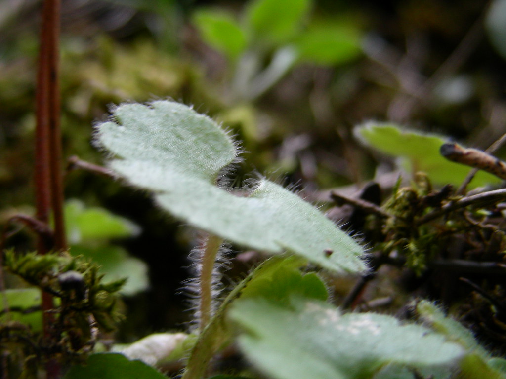 Solamente le foglie ... - Umbelicus sp. e Saxifraga?